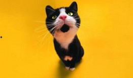 娱乐吃瓜猫作品原声,原声音乐背后的故事与魅力