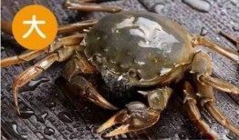娱乐吃瓜君大闸蟹,大闸蟹背后的故事与魅力