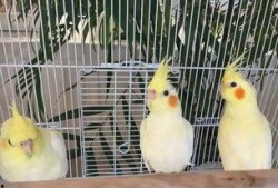 娱乐吃瓜君爆料遛鸟,遛鸟背后的明星趣事大揭秘