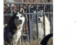 傻狗的日常娱乐吃瓜君,吃瓜君带你领略娱乐圈的欢乐瞬间