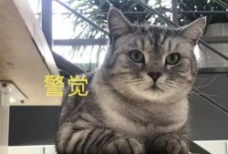 娱乐吃瓜酱猫叫喵喵喵,喵喵喵！娱乐吃瓜酱带你领略猫界趣味