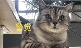 娱乐吃瓜酱猫叫喵喵喵,喵喵喵！娱乐吃瓜酱带你领略猫界趣味
