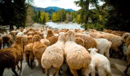 羊了个羊娱乐吃瓜爆料,揭秘娱乐圈最新爆料背后的真相