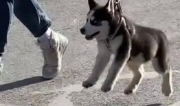 傻狗的日常娱乐吃瓜君,吃瓜君带你领略娱乐圈的欢乐瞬间