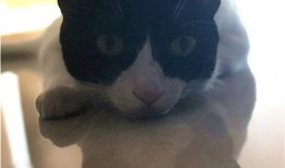 娱乐吃瓜酱猫叫喵喵喵,喵喵喵！娱乐吃瓜酱带你领略猫界趣味