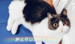 娱乐吃瓜君爆料遛鸟,遛鸟背后的明星趣事大揭秘