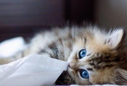 娱乐吃瓜酱小猫被薅起来,薅猫事件背后的真相