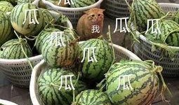 韩国娱乐公司吃瓜,权力游戏与明星命运