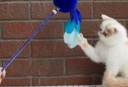 娱乐吃瓜君猫猫生日歌,萌宠欢唱，共庆猫界盛事