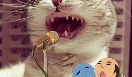 娱乐吃瓜酱猫叫喵喵喵,喵喵喵！娱乐吃瓜酱带你领略猫界趣味