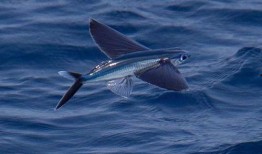 娱乐吃瓜酱飞鱼视频大全,娱乐吃瓜酱带你领略精彩瞬间