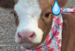 娱乐吃瓜酱本鼠